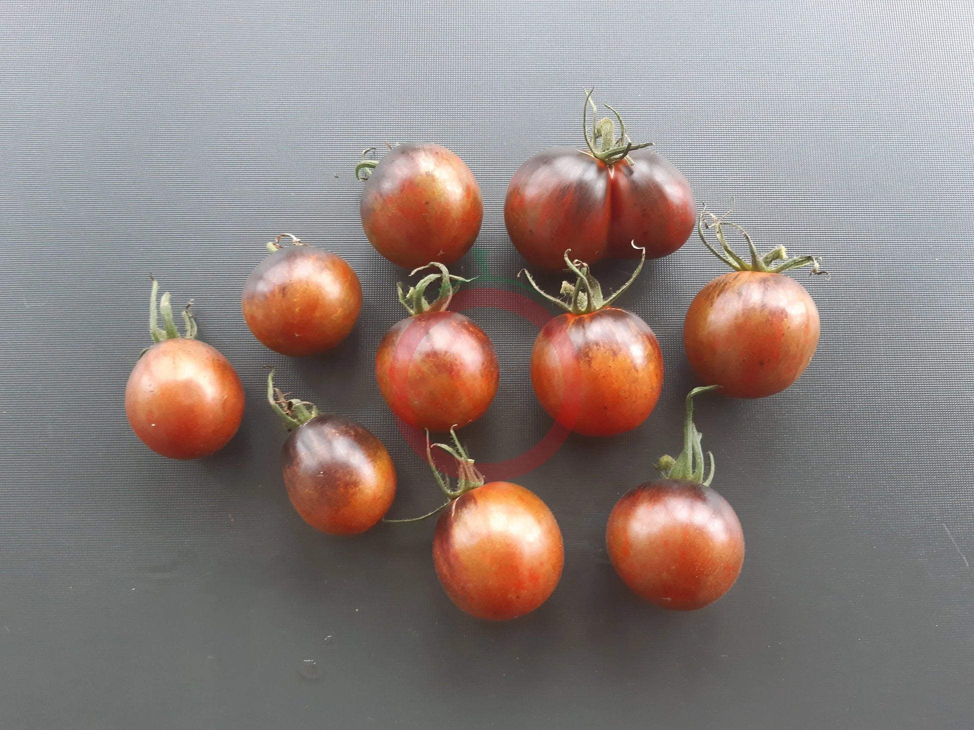 Musk Zebra DER TOMATENFLÜSTERER