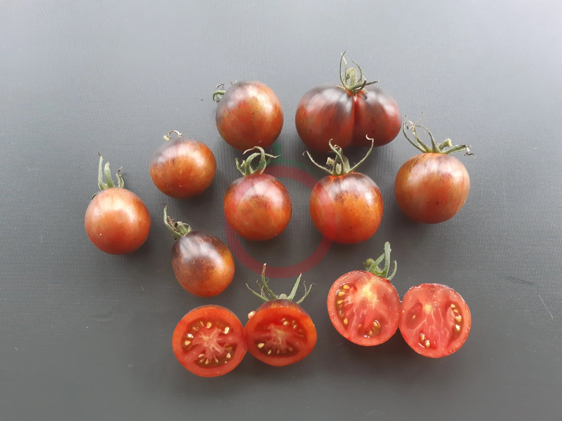 Musk Zebra DER TOMATENFLÜSTERER