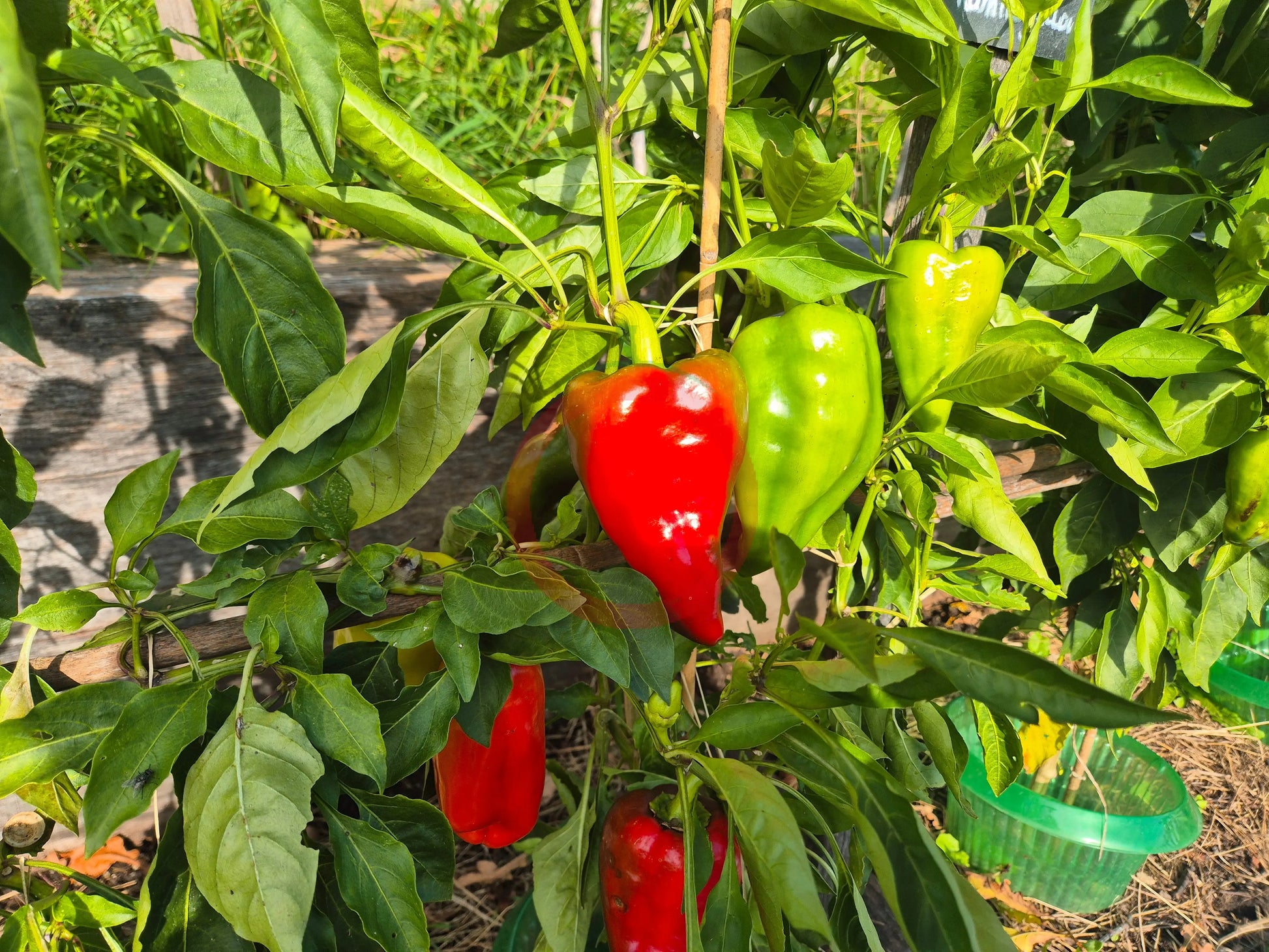 Nafanja DER TOMATENFLÜSTERER