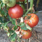 Omars Lebanese DER TOMATENFLÜSTERER