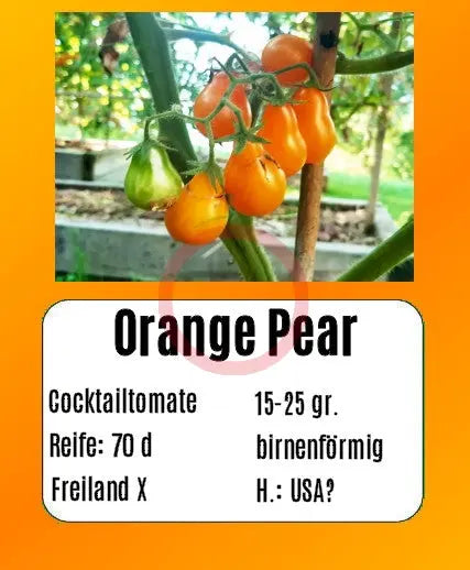 Orange Pear DER TOMATENFLÜSTERER