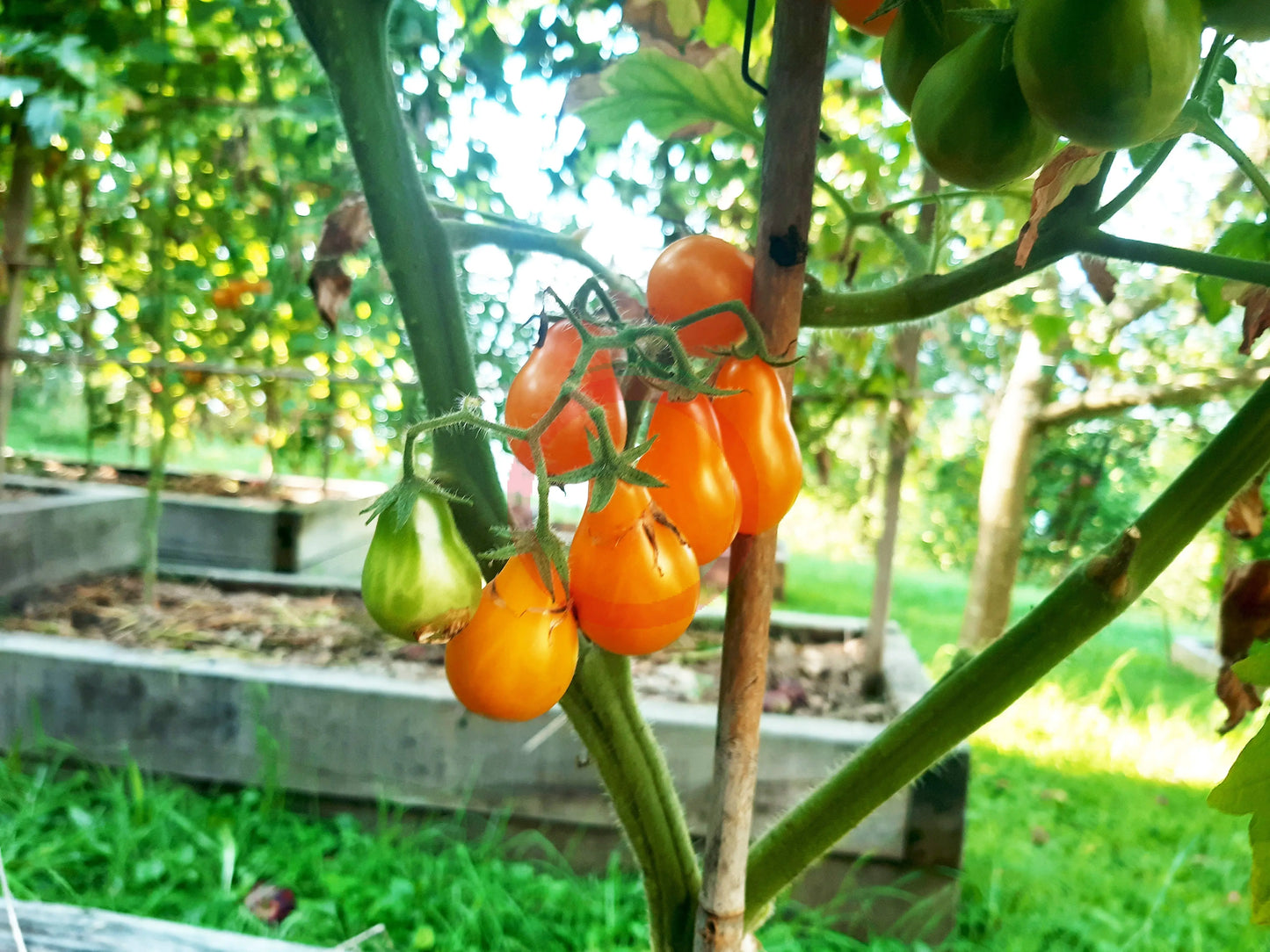 Orange Pear DER TOMATENFLÜSTERER