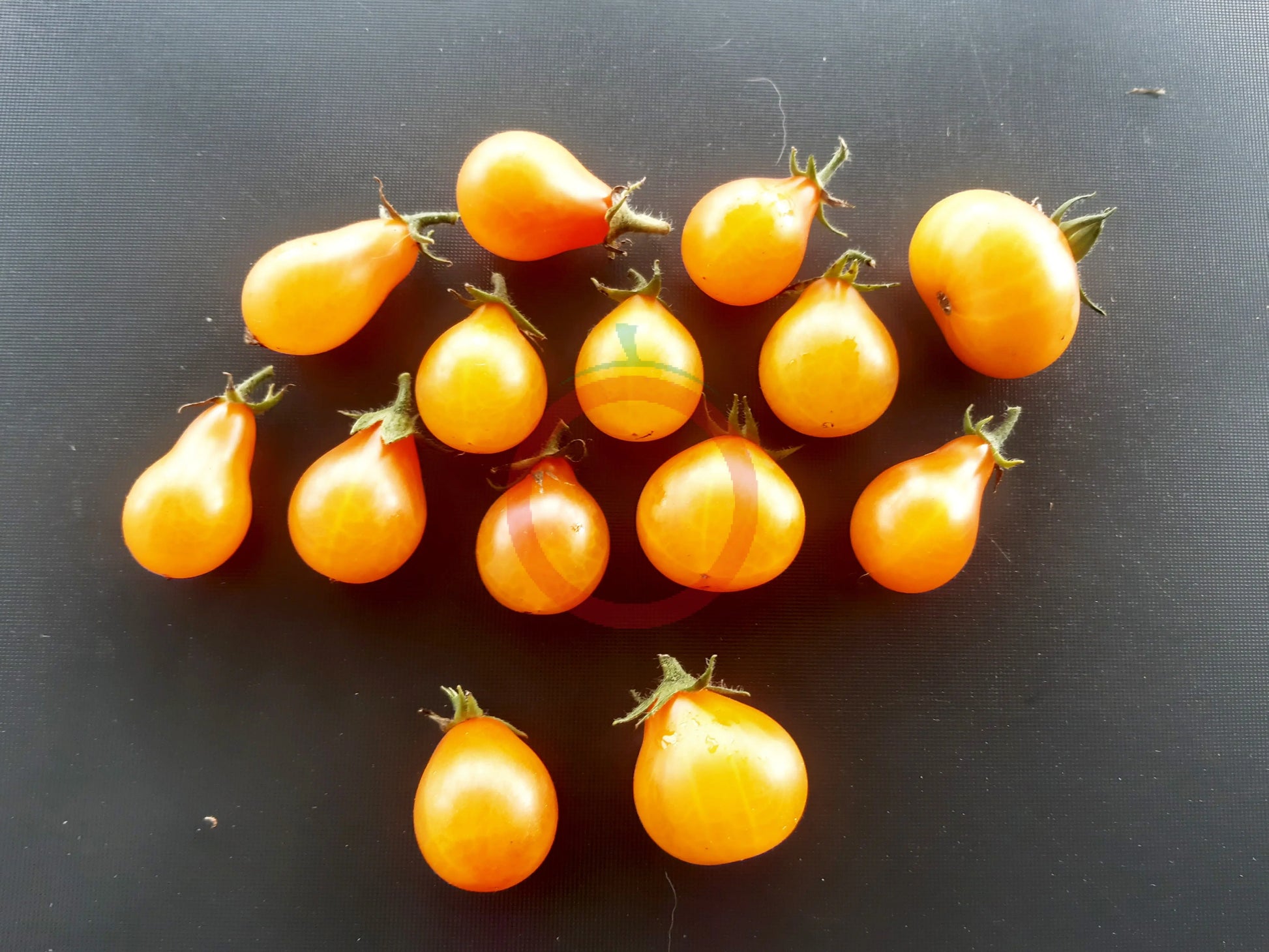 Orange Pear DER TOMATENFLÜSTERER