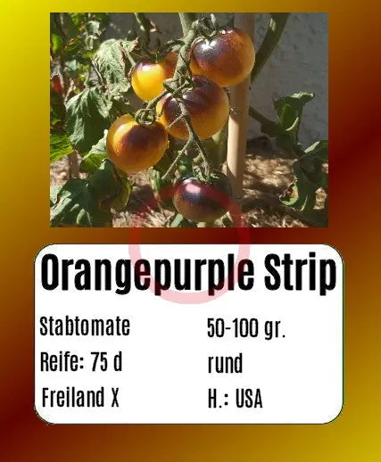 Orangepurple Strip DER TOMATENFLÜSTERER