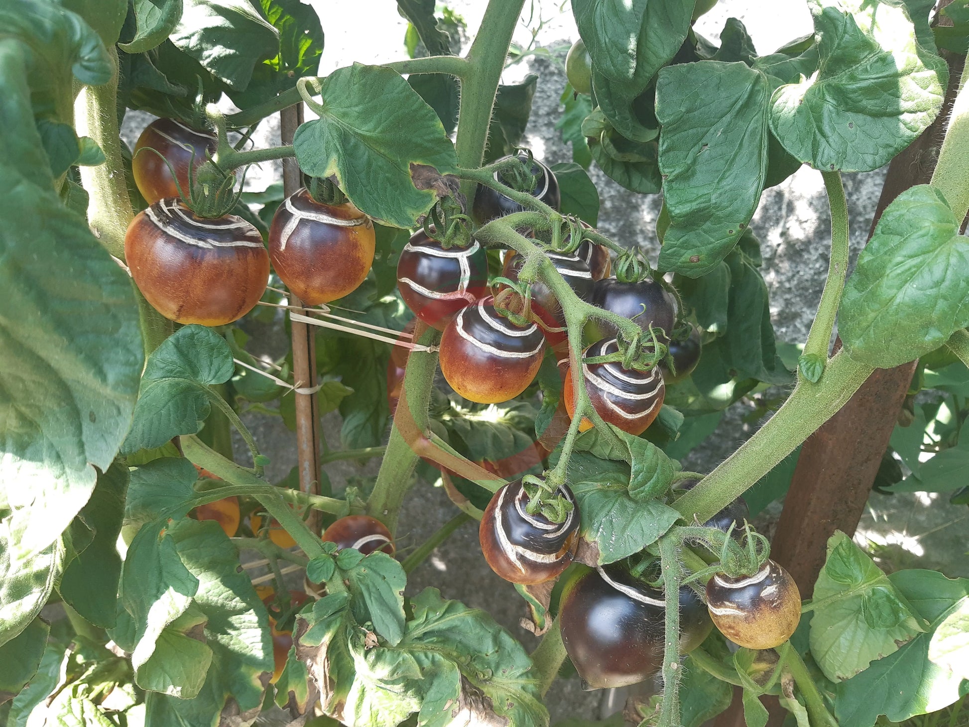 Orangepurple Strip DER TOMATENFLÜSTERER