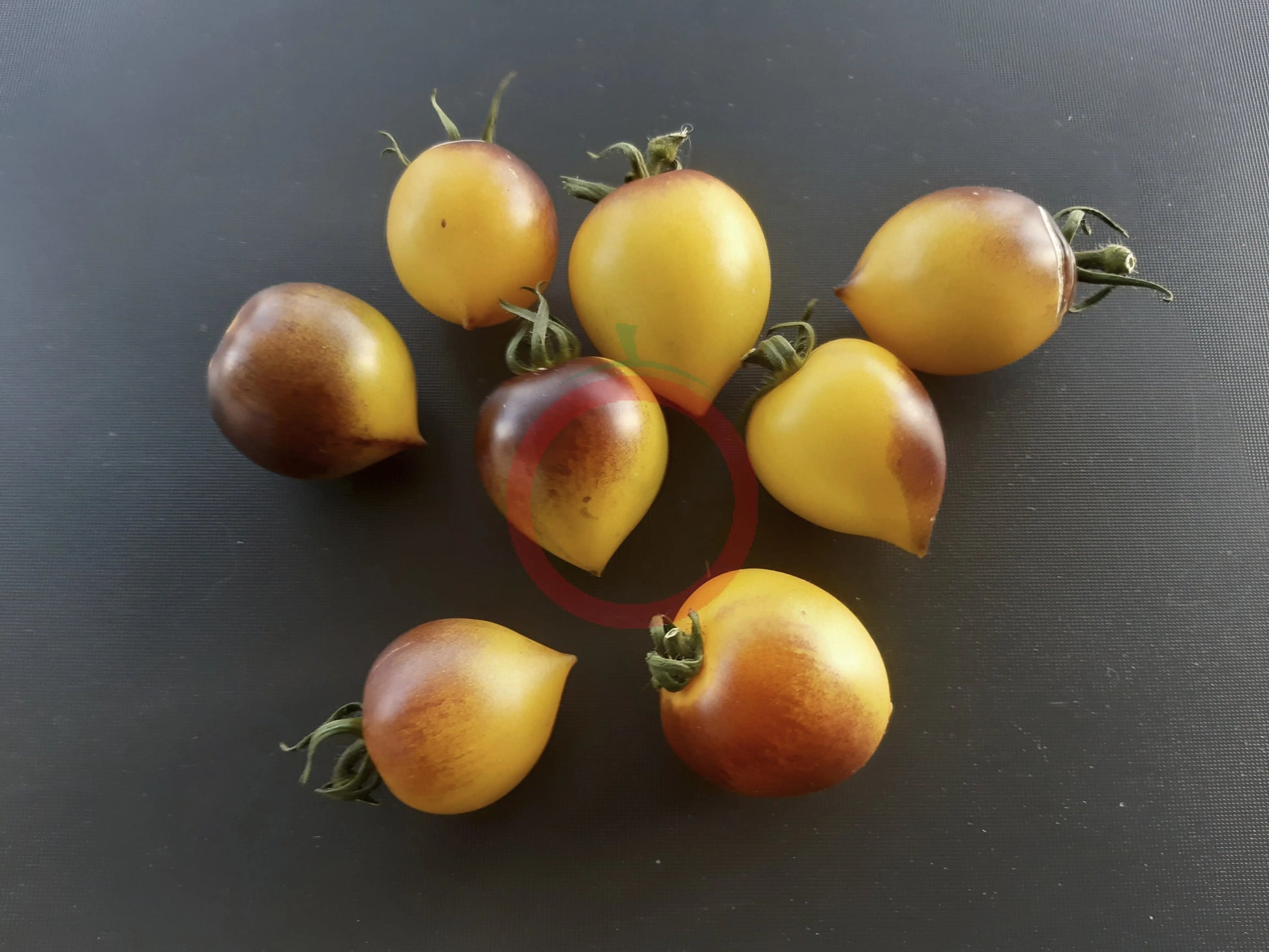 Orangepurple Strip DER TOMATENFLÜSTERER