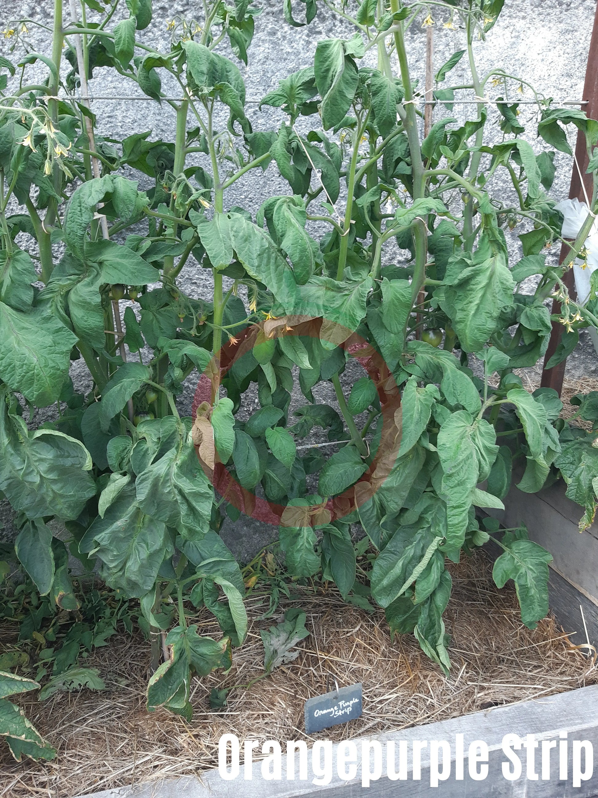 Orangepurple Strip DER TOMATENFLÜSTERER