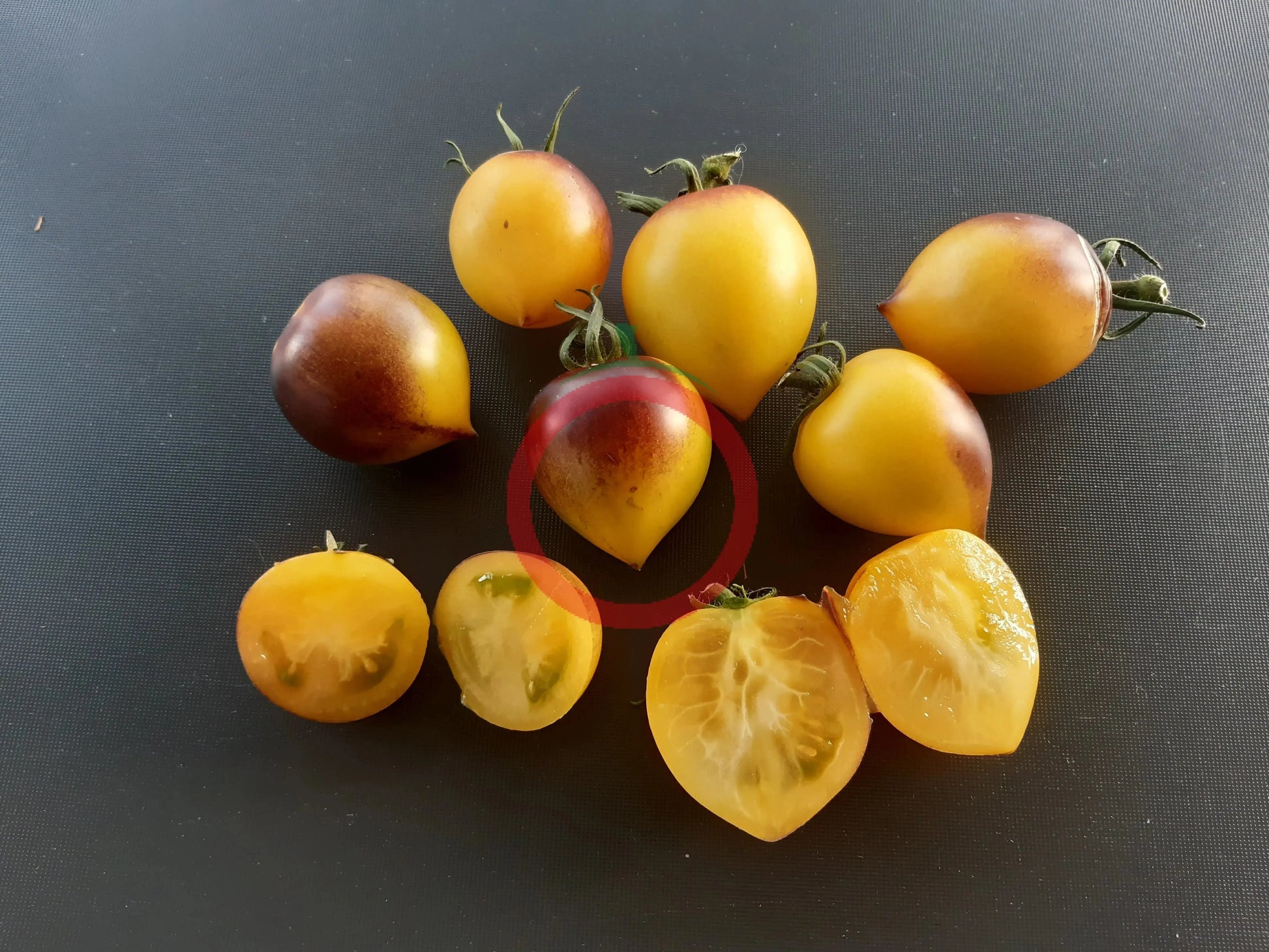 Orangepurple Strip DER TOMATENFLÜSTERER