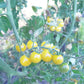 Petit Moineau Blanc DER TOMATENFLÜSTERER