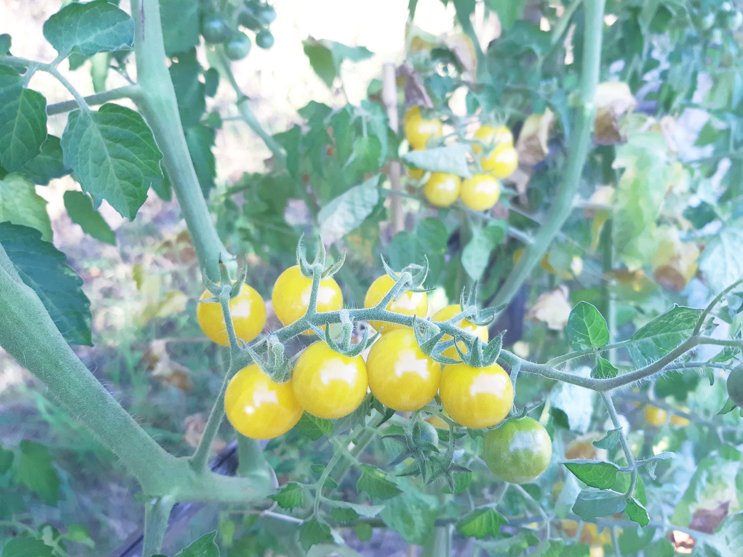 Petit Moineau Blanc DER TOMATENFLÜSTERER