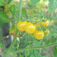 Petit Moineau Blanc DER TOMATENFLÜSTERER