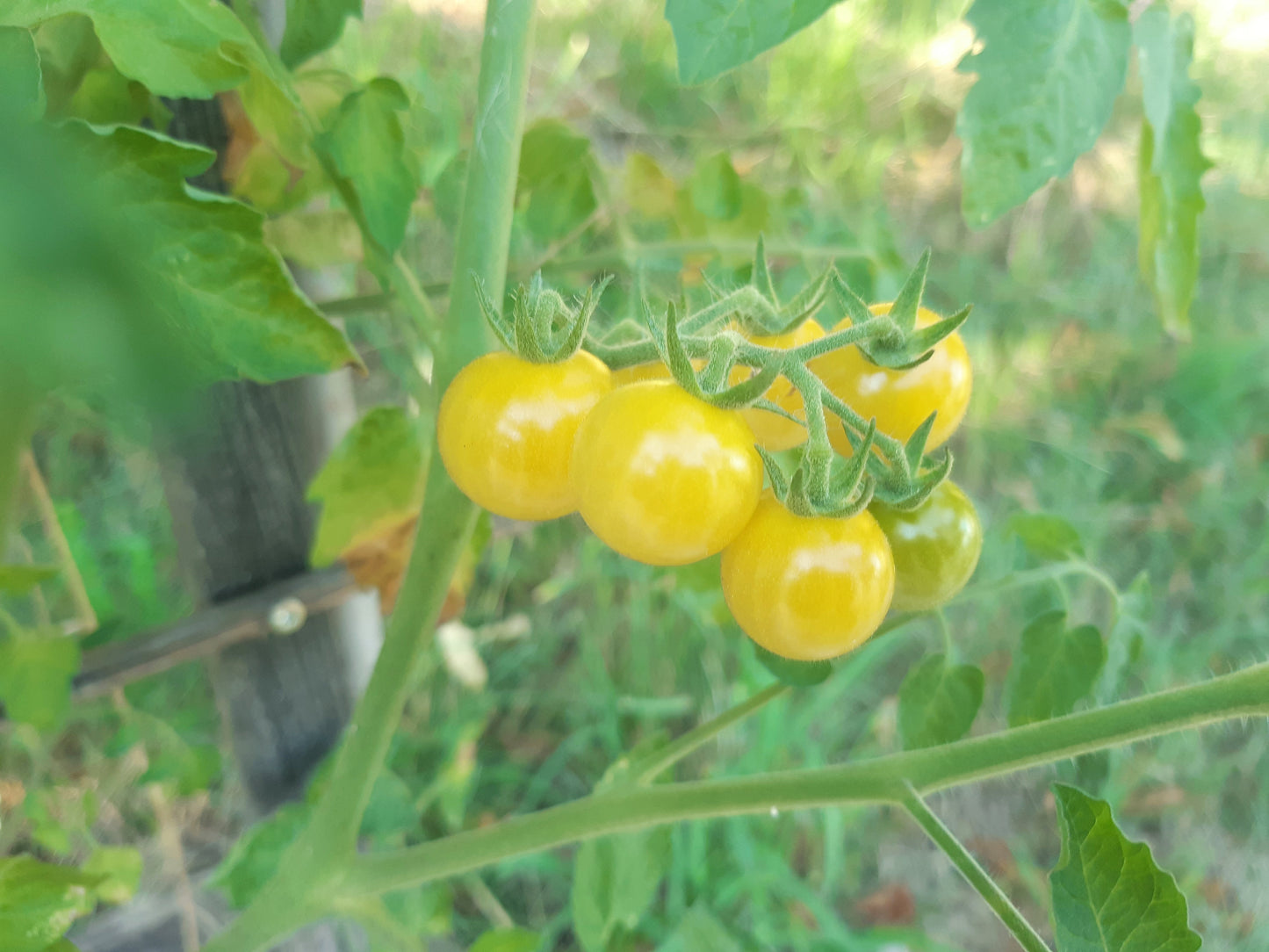 Petit Moineau Blanc DER TOMATENFLÜSTERER