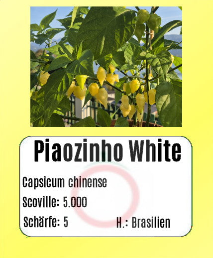 Piaozinho ´White´ DER TOMATENFLÜSTERER