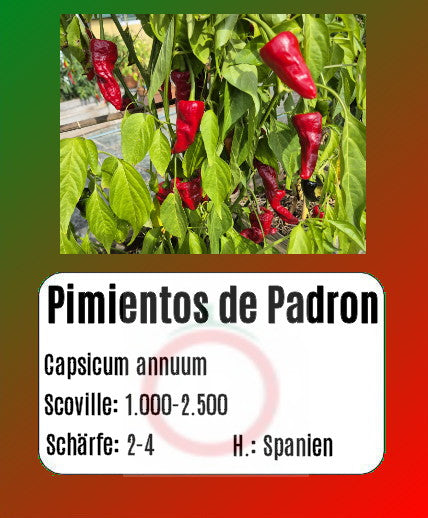 Pimientos de Padron DER TOMATENFLÜSTERER