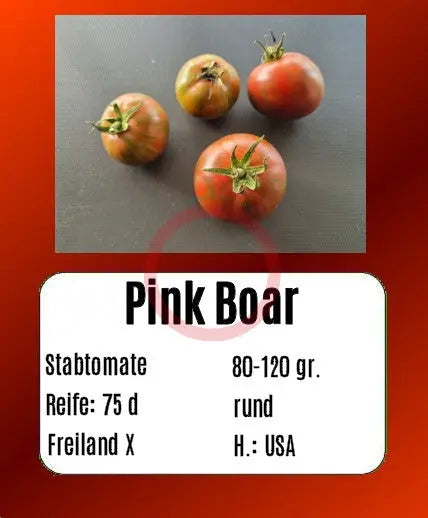 Pink Boar DER TOMATENFLÜSTERER