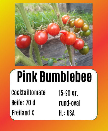 Pink Bumblebee DER TOMATENFLÜSTERER