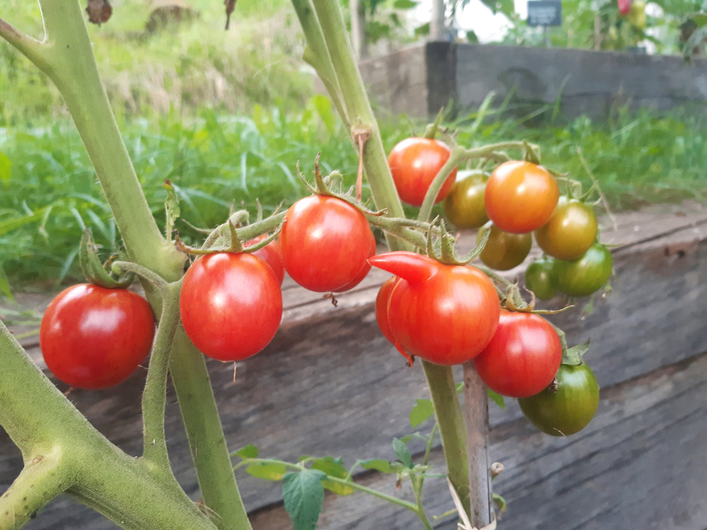 Pink Bumblebee DER TOMATENFLÜSTERER