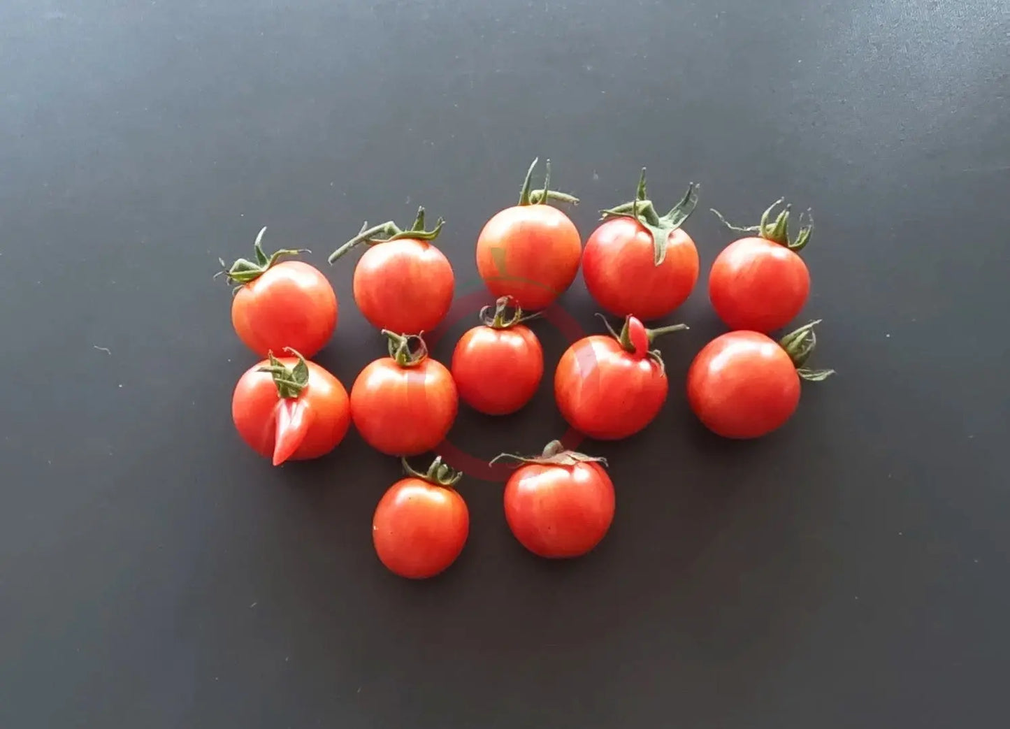 Pink Bumblebee DER TOMATENFLÜSTERER