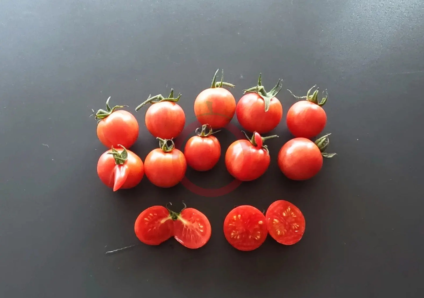 Pink Bumblebee DER TOMATENFLÜSTERER