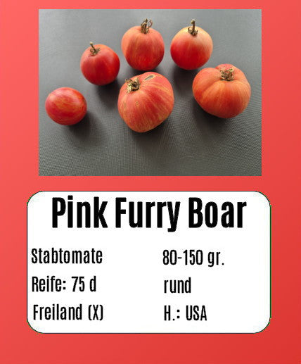 Pink Furry Boar DER TOMATENFLÜSTERER