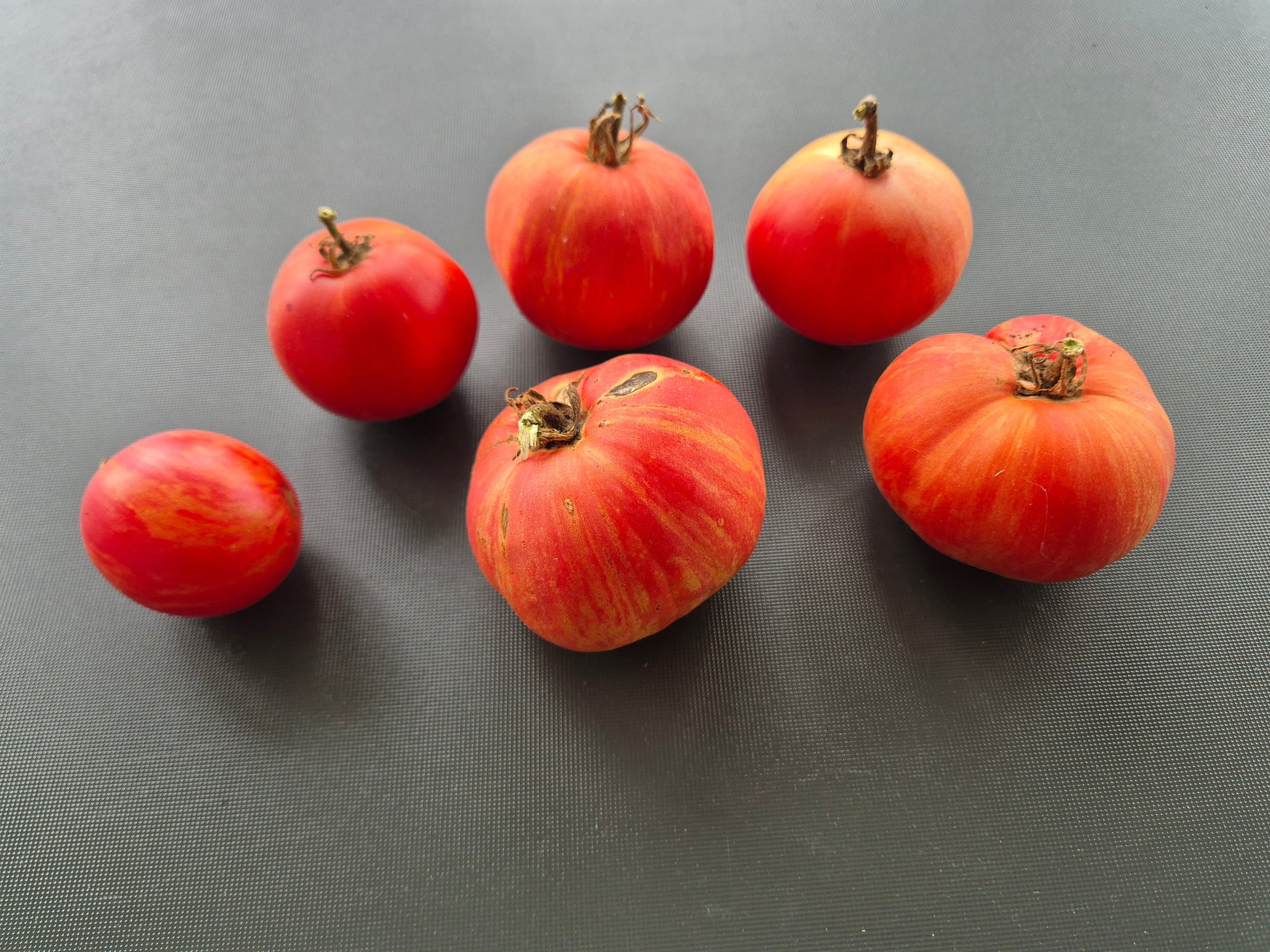 Pink Furry Boar DER TOMATENFLÜSTERER