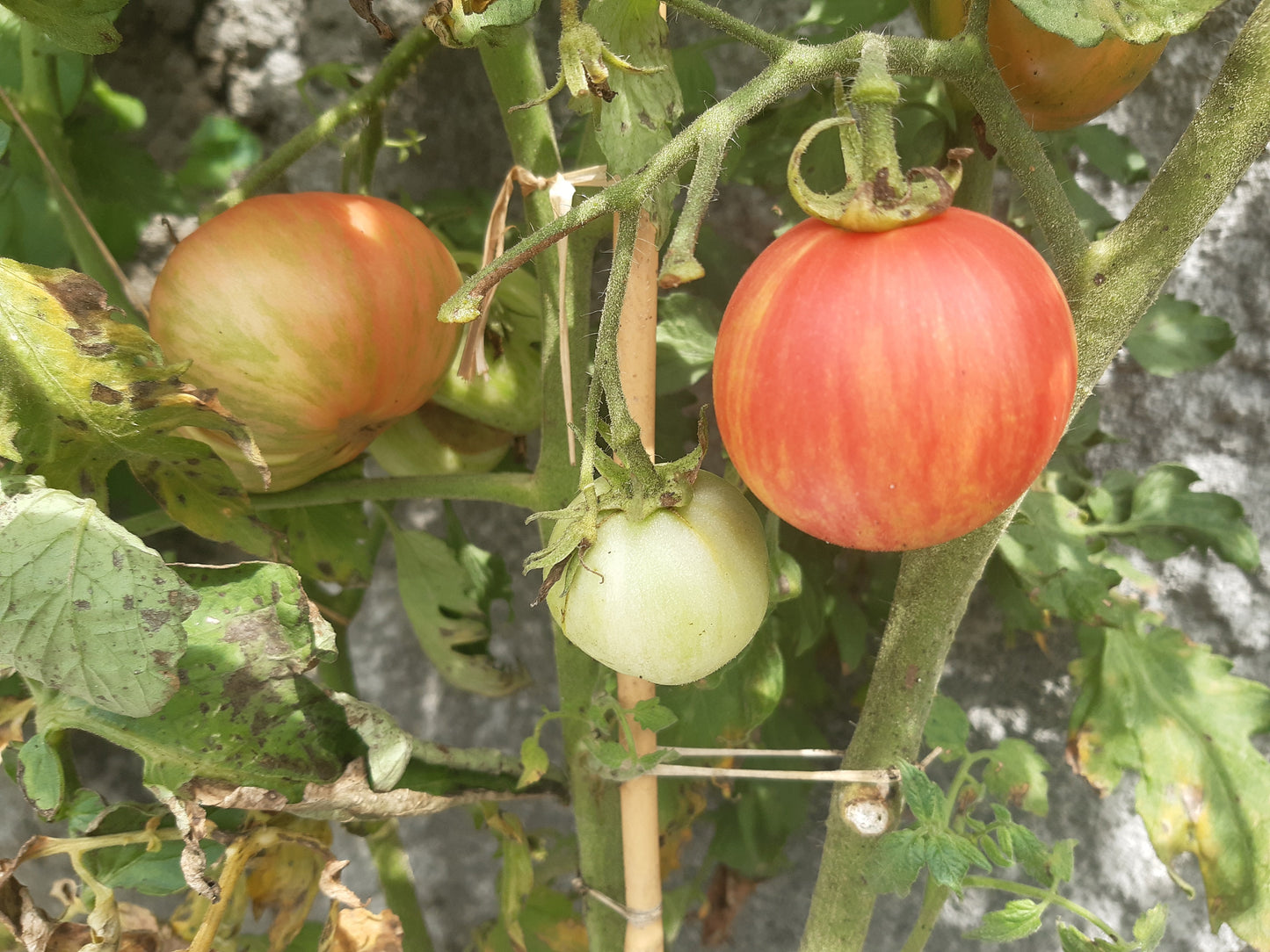 Pink Furry Boar DER TOMATENFLÜSTERER