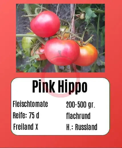 Pink Hippo DER TOMATENFLÜSTERER