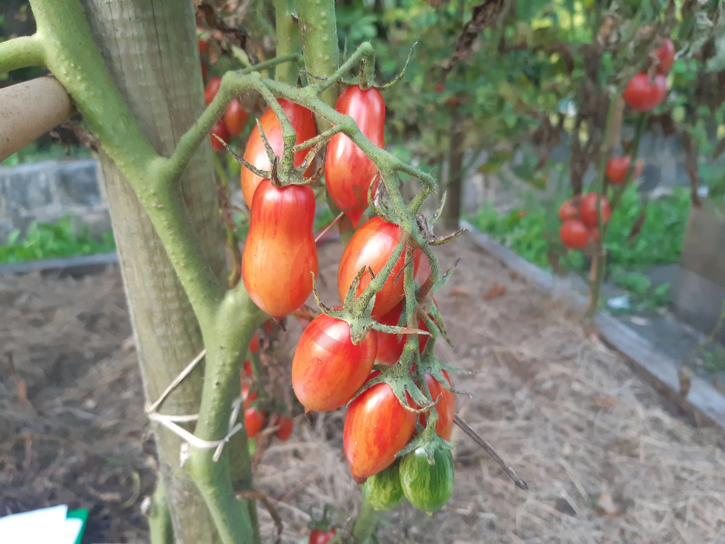 Pink Tiger DER TOMATENFLÜSTERER