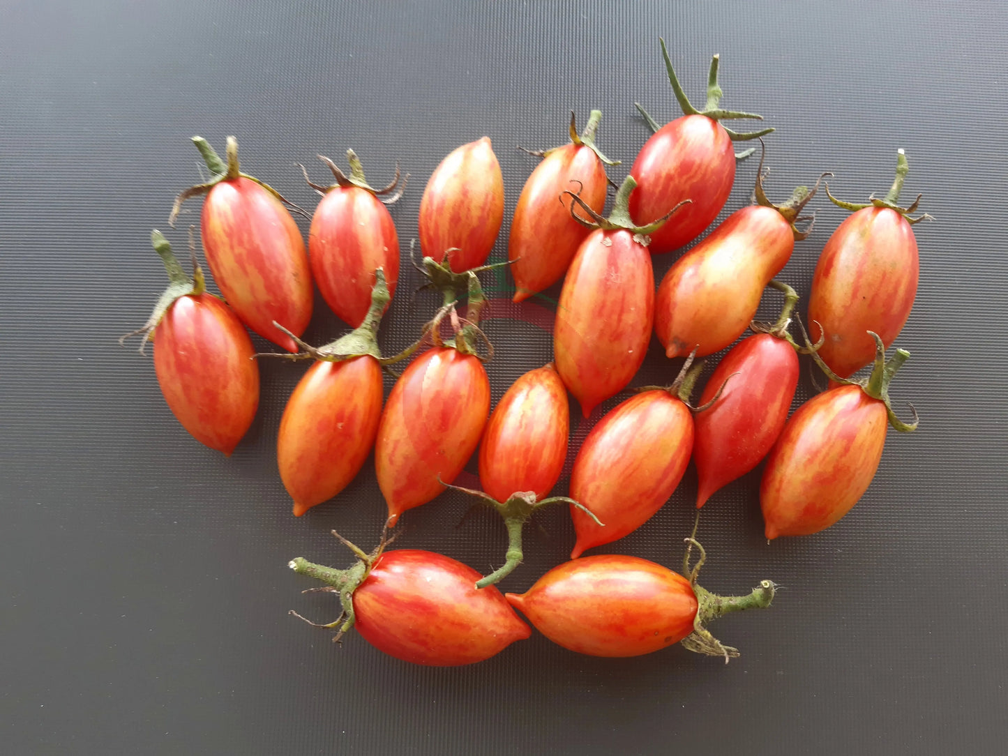 Pink Tiger DER TOMATENFLÜSTERER