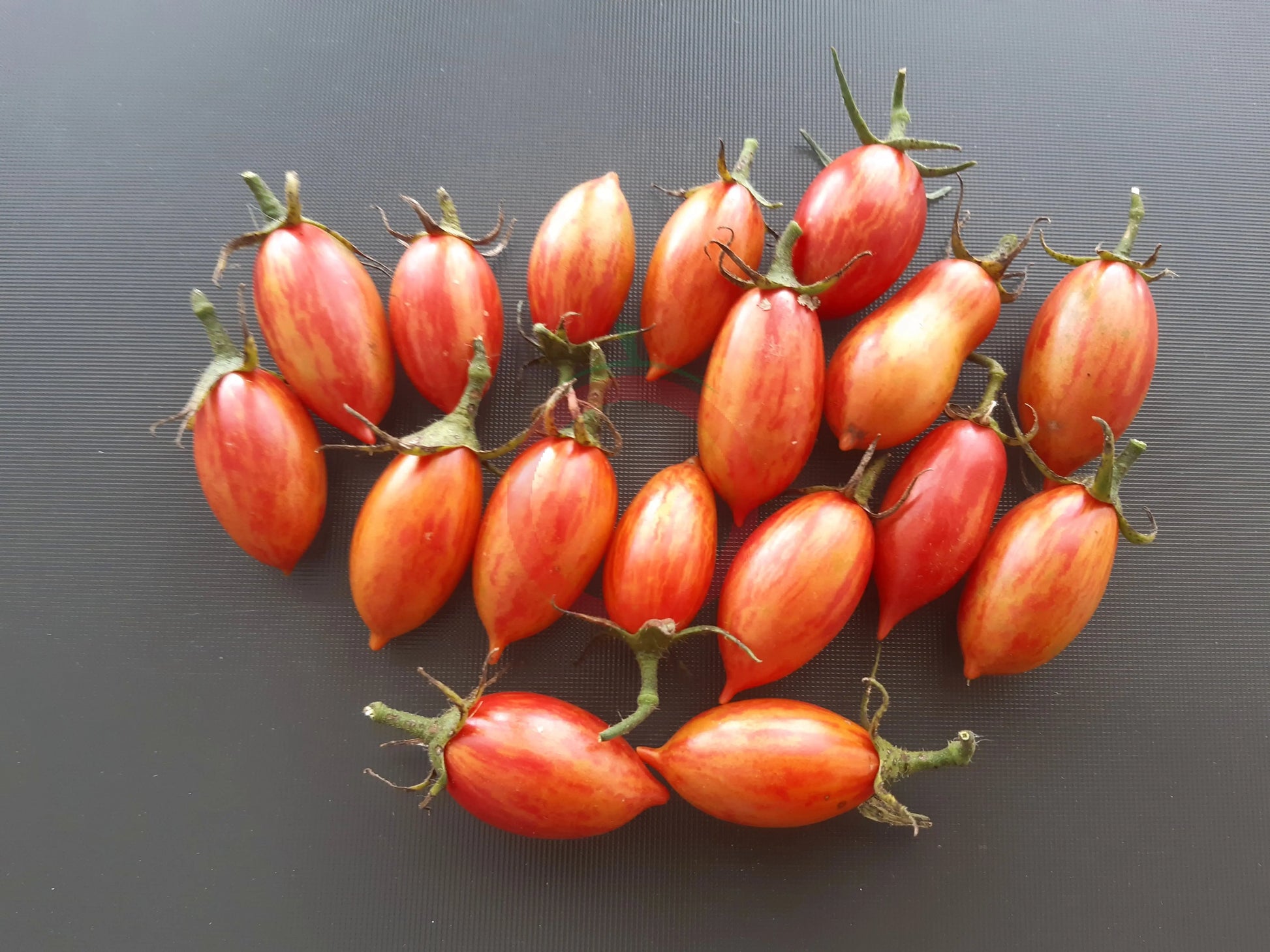 Pink Tiger DER TOMATENFLÜSTERER