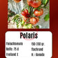 Polaris DER TOMATENFLÜSTERER