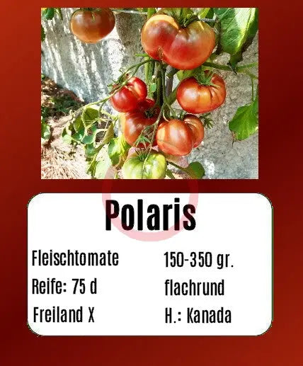 Polaris DER TOMATENFLÜSTERER