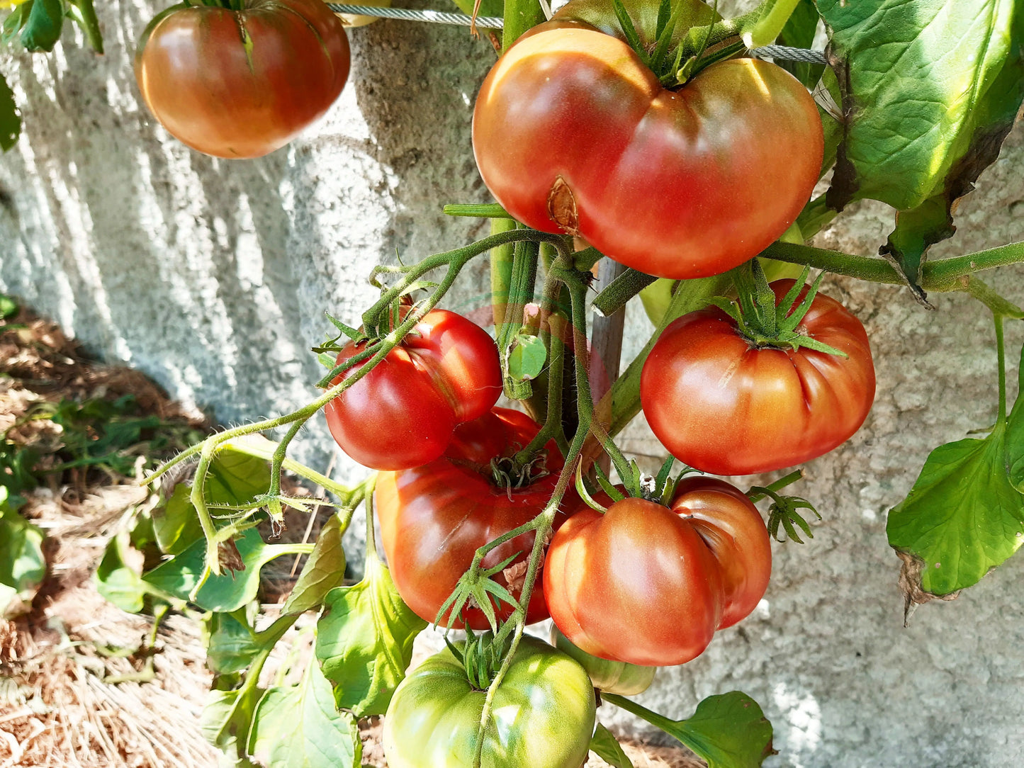 Polaris DER TOMATENFLÜSTERER