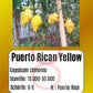 Puerto Rican Yellow DER TOMATENFLÜSTERER