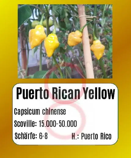 Puerto Rican Yellow DER TOMATENFLÜSTERER