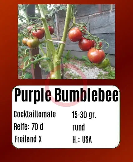 Purple Bumblebee DER TOMATENFLÜSTERER