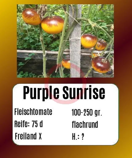 Purple Sunrise DER TOMATENFLÜSTERER