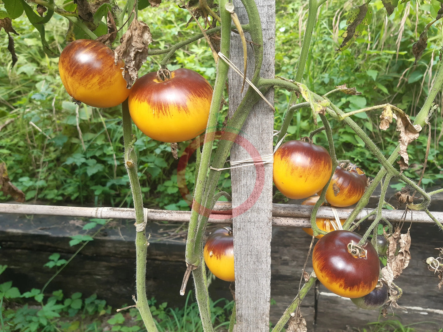 Purple Sunrise DER TOMATENFLÜSTERER