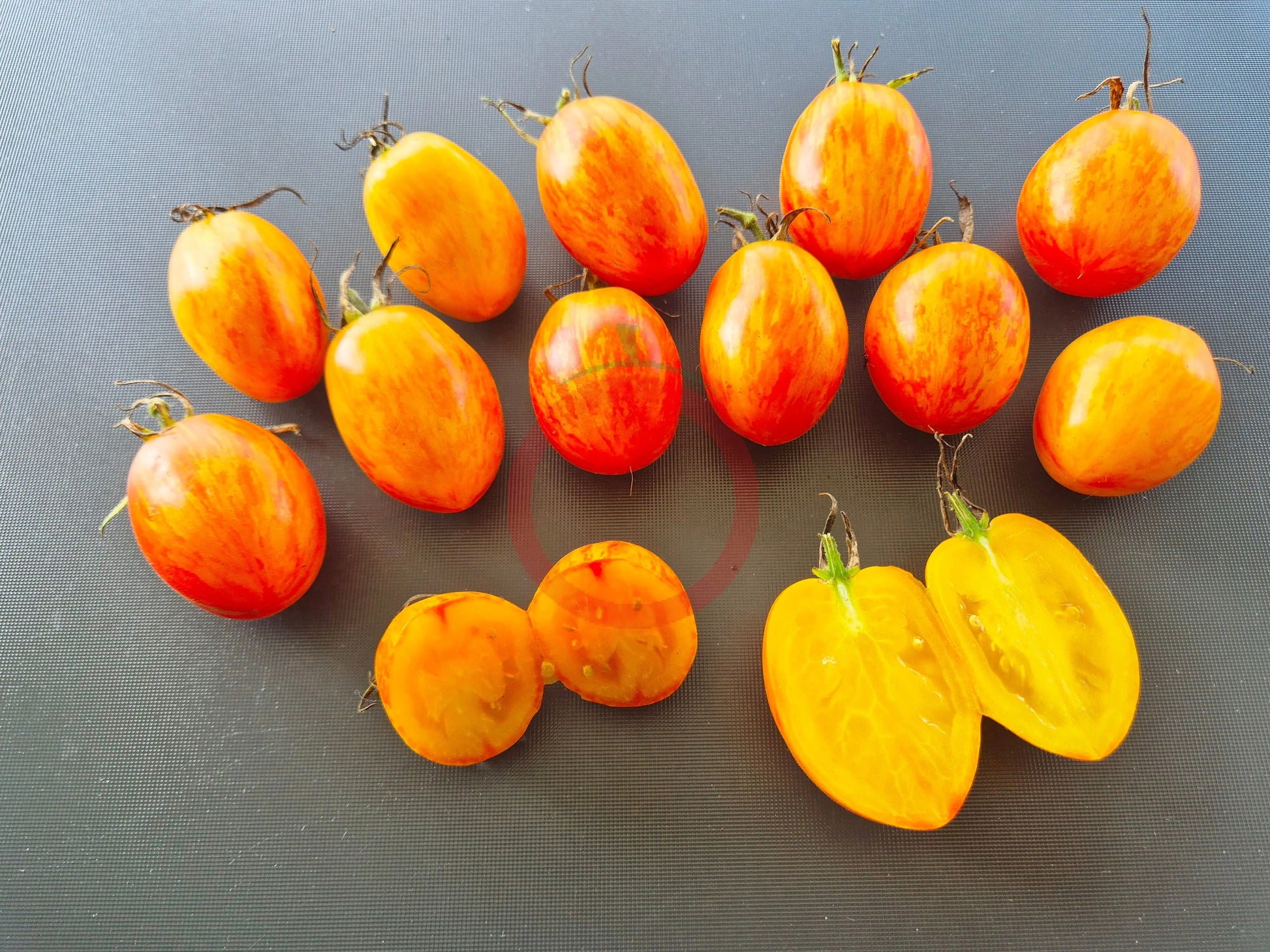 Quagga Quagga DER TOMATENFLÜSTERER