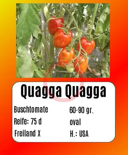 Quagga Quagga DER TOMATENFLÜSTERER