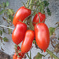 Red Mustang DER TOMATENFLÜSTERER