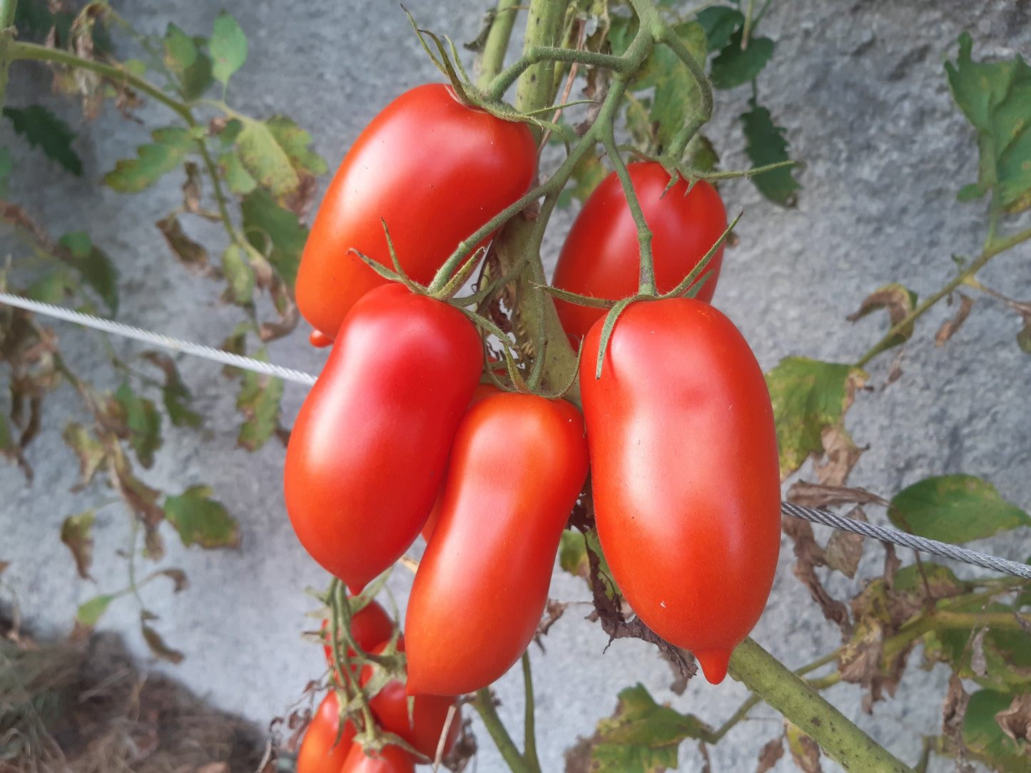 Red Mustang DER TOMATENFLÜSTERER