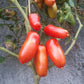 Red Mustang DER TOMATENFLÜSTERER