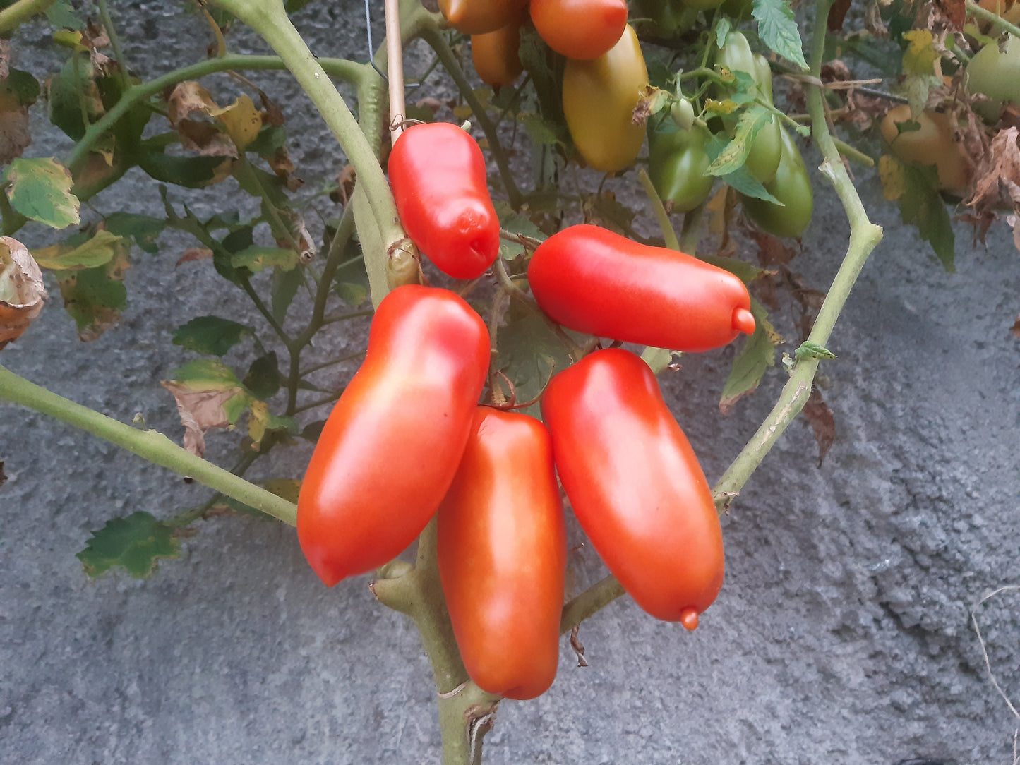 Red Mustang DER TOMATENFLÜSTERER