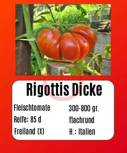 Rigotti´s Dicke DER TOMATENFLÜSTERER