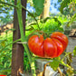 Rigotti´s Dicke DER TOMATENFLÜSTERER