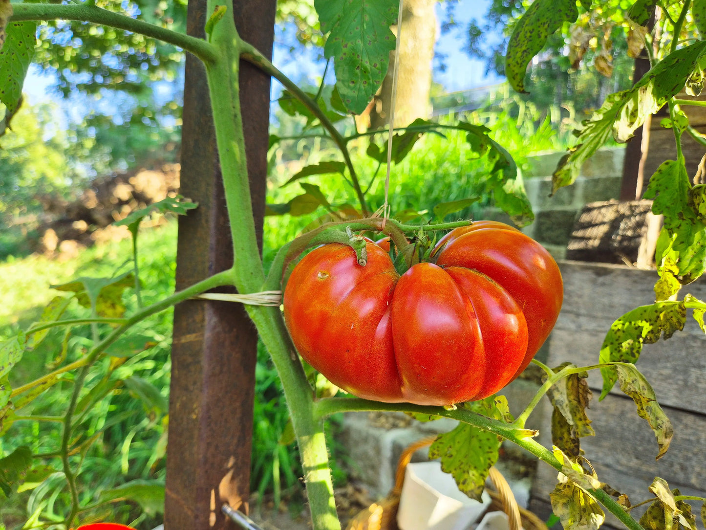 Rigotti´s Dicke DER TOMATENFLÜSTERER