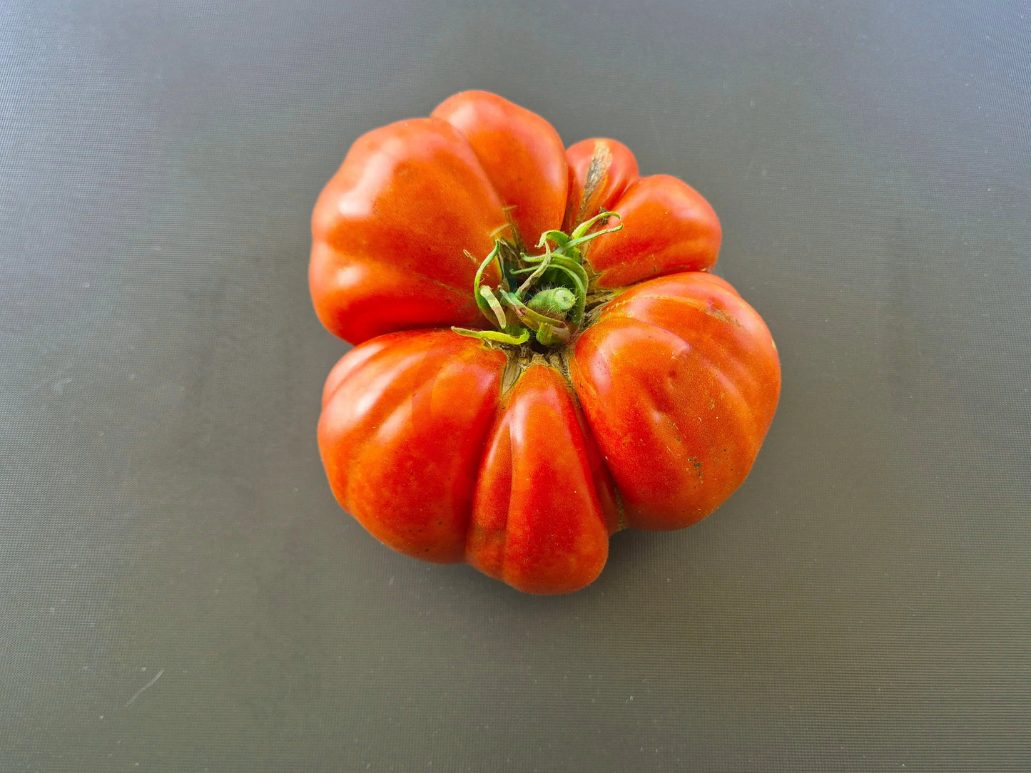 Rigotti´s Dicke DER TOMATENFLÜSTERER