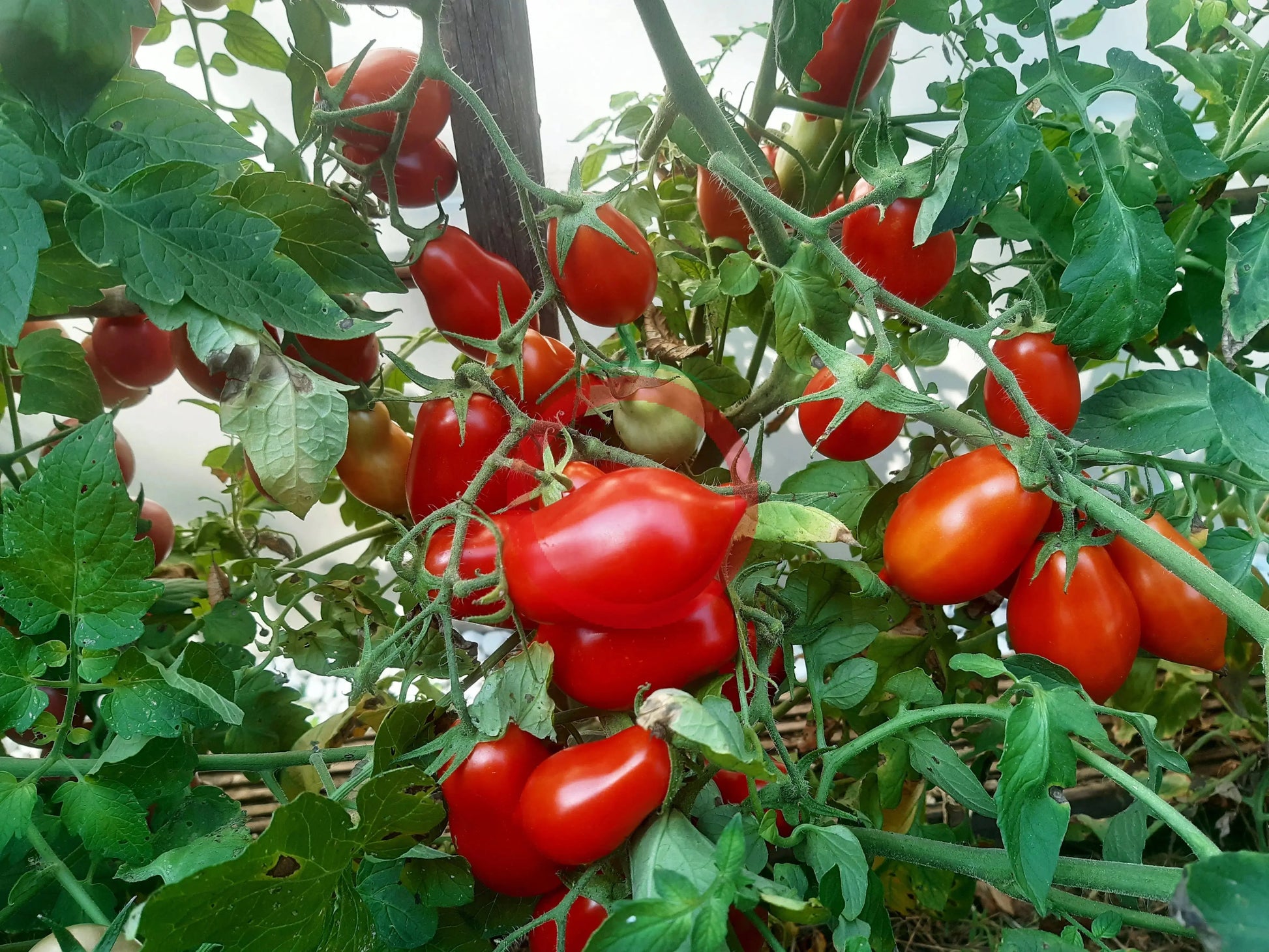 Ropreco Paste DER TOMATENFLÜSTERER