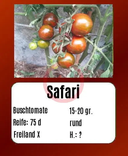 Safari DER TOMATENFLÜSTERER